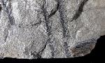 Walchia piniformis (SCHLOTHEIM 1820) - Bild © FossNet FossilienStore